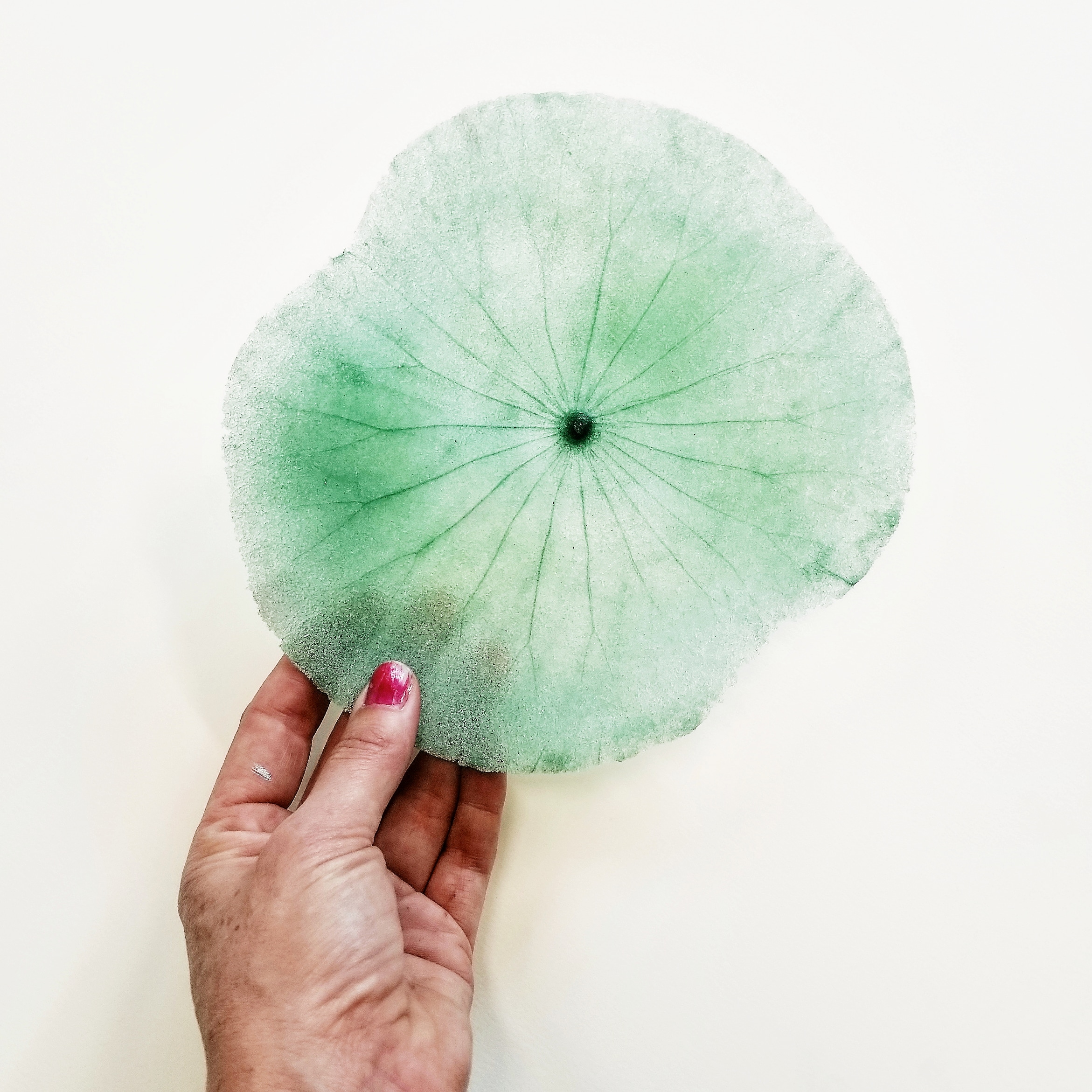 Glass Botanical Specimens – Lan Su Chinese Garden | Jen Glass Botanical Specimens – Lan Su Chinese Garden | Jen